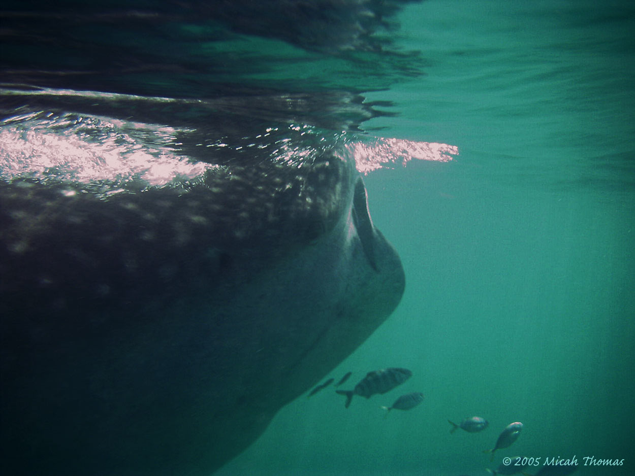 Whale Shark