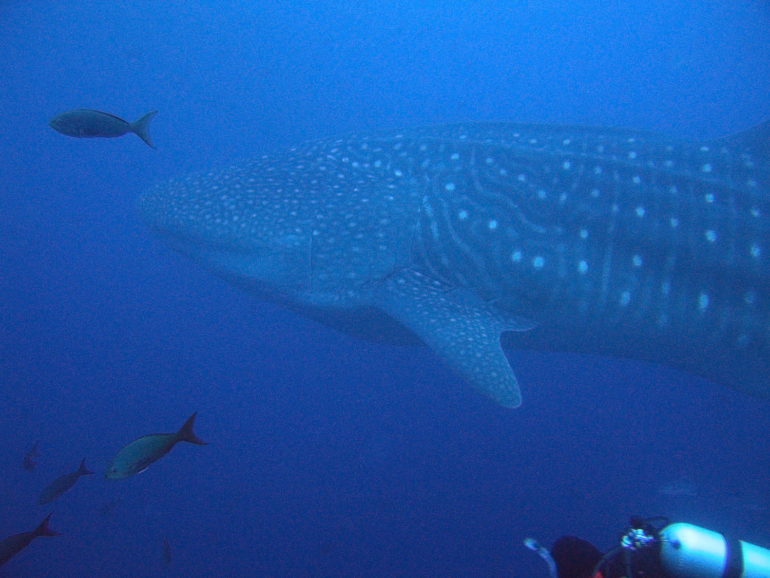 Whale Shark