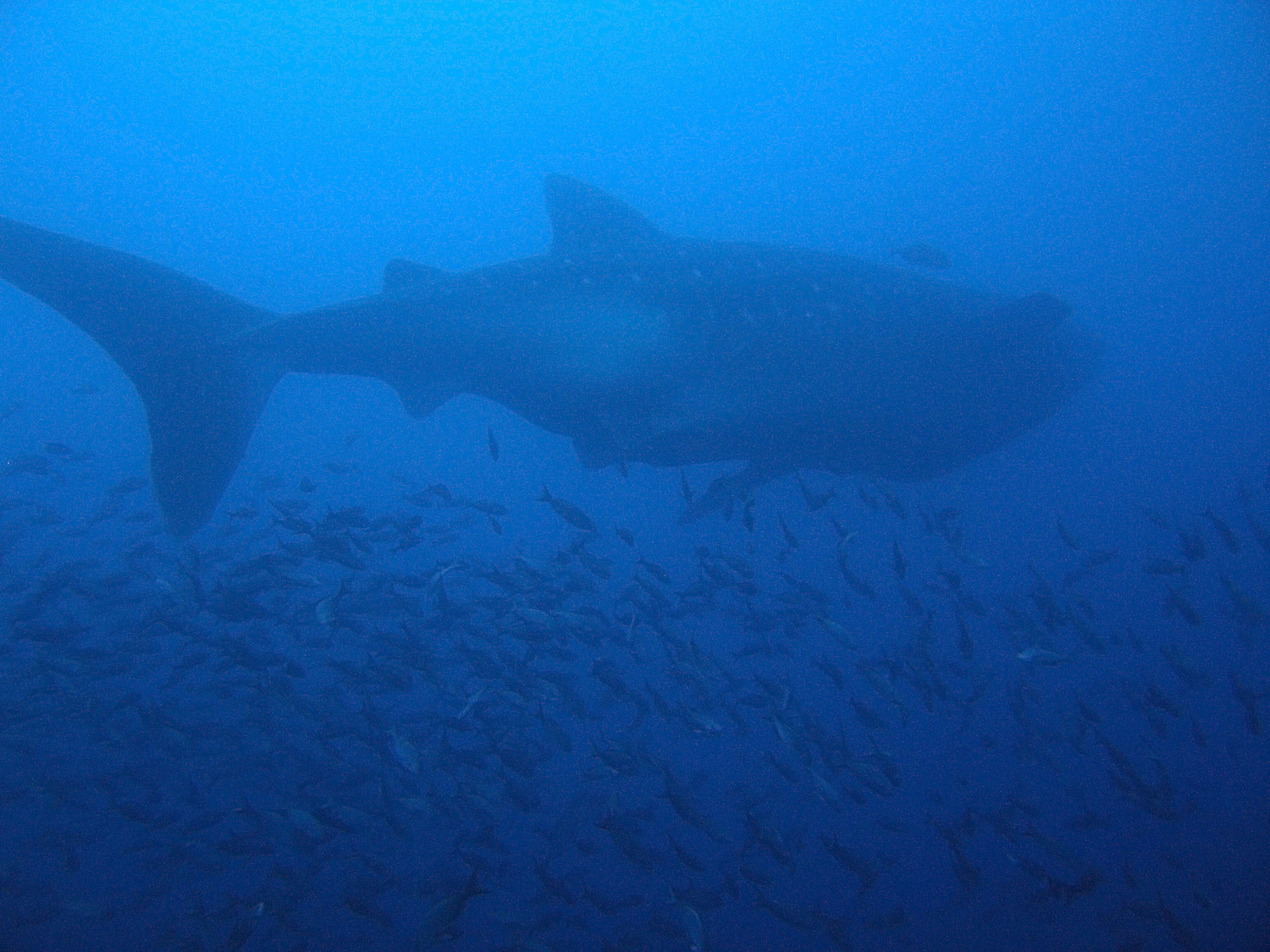 Whale Shark