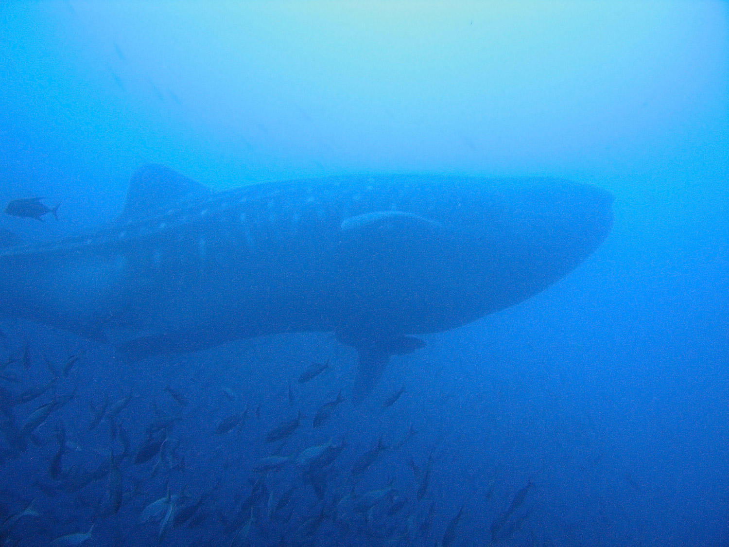 Whale Shark