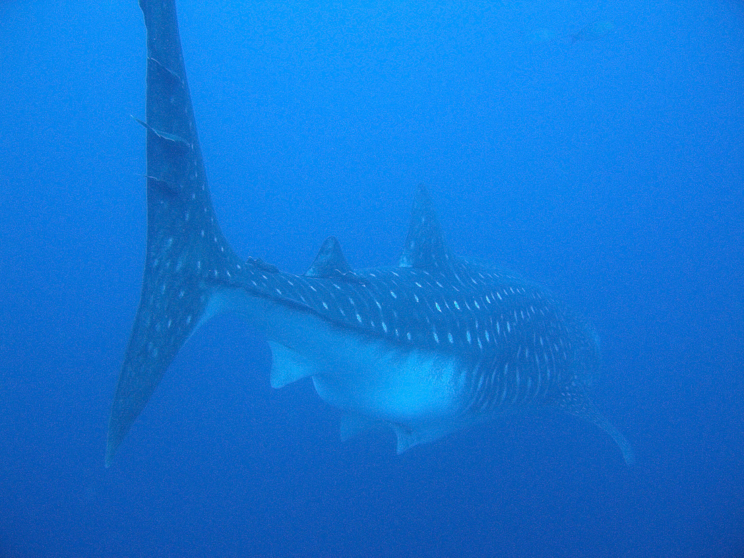 Whale Shark