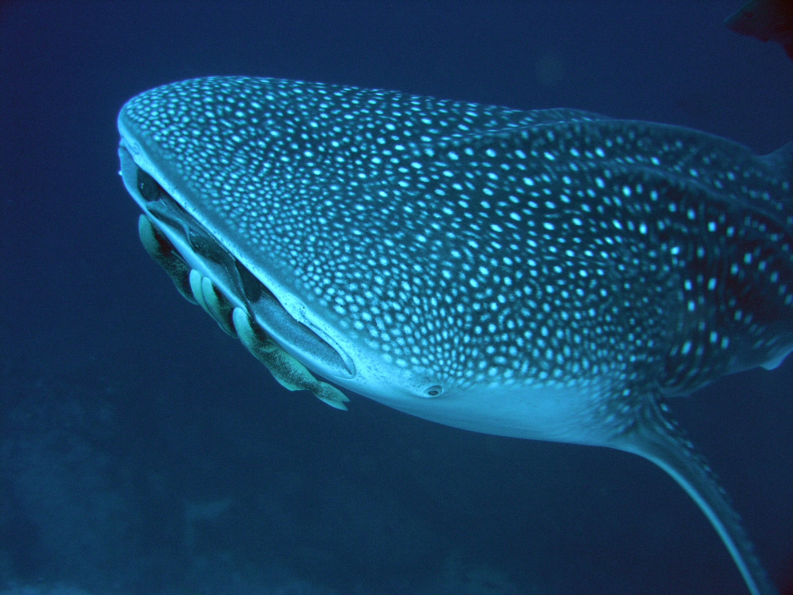 Whale Shark