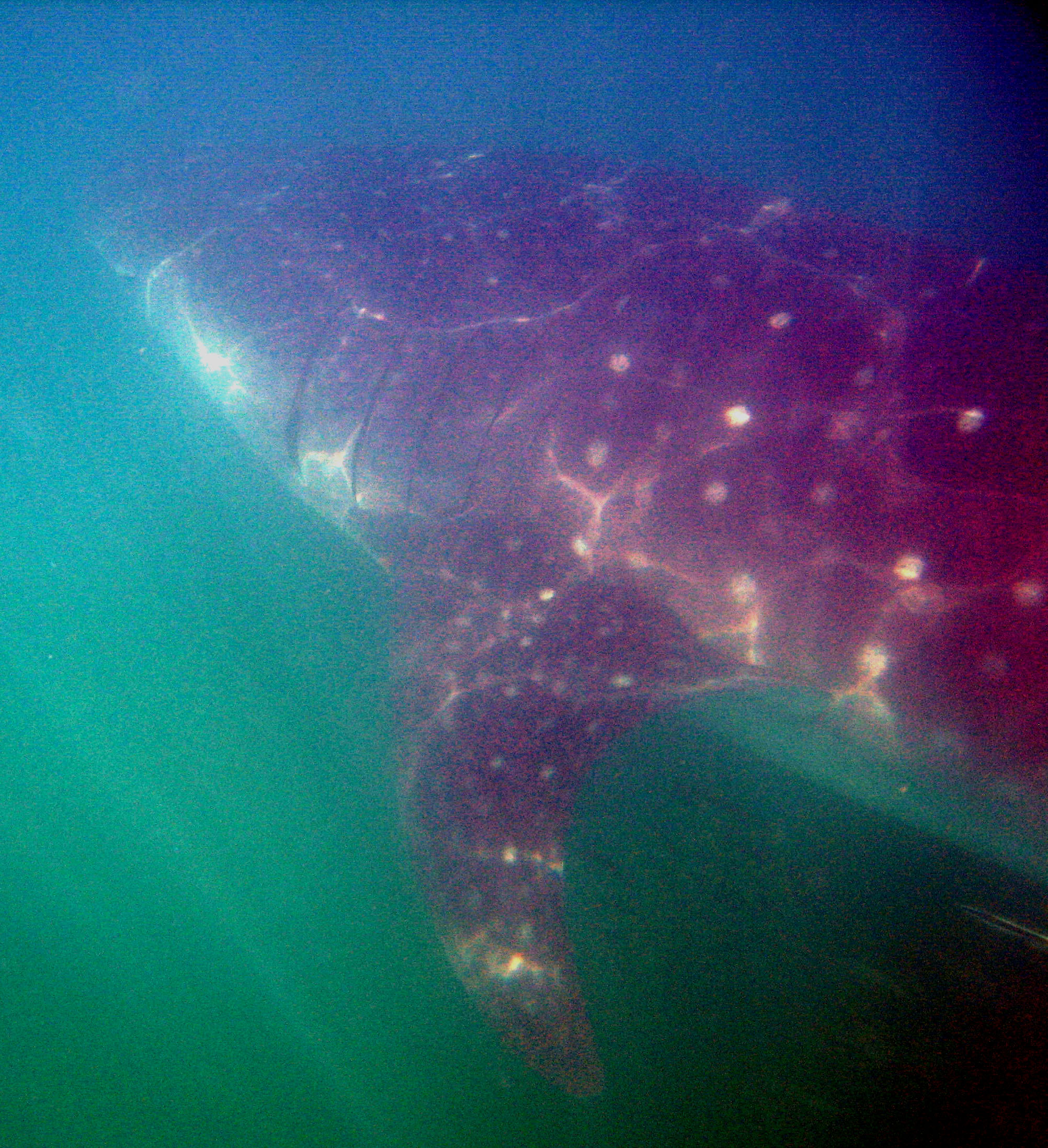 Whale Sharks Big Boy