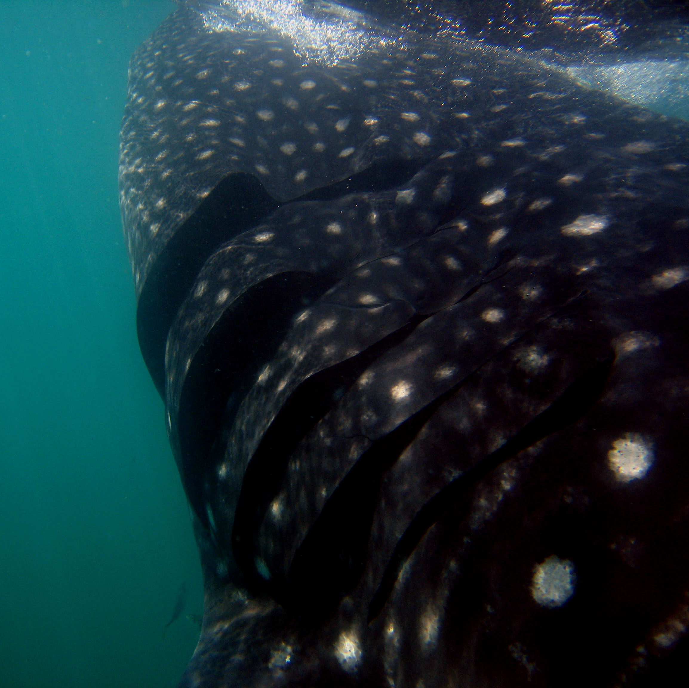 Whale Sharks - Heavy Breathing