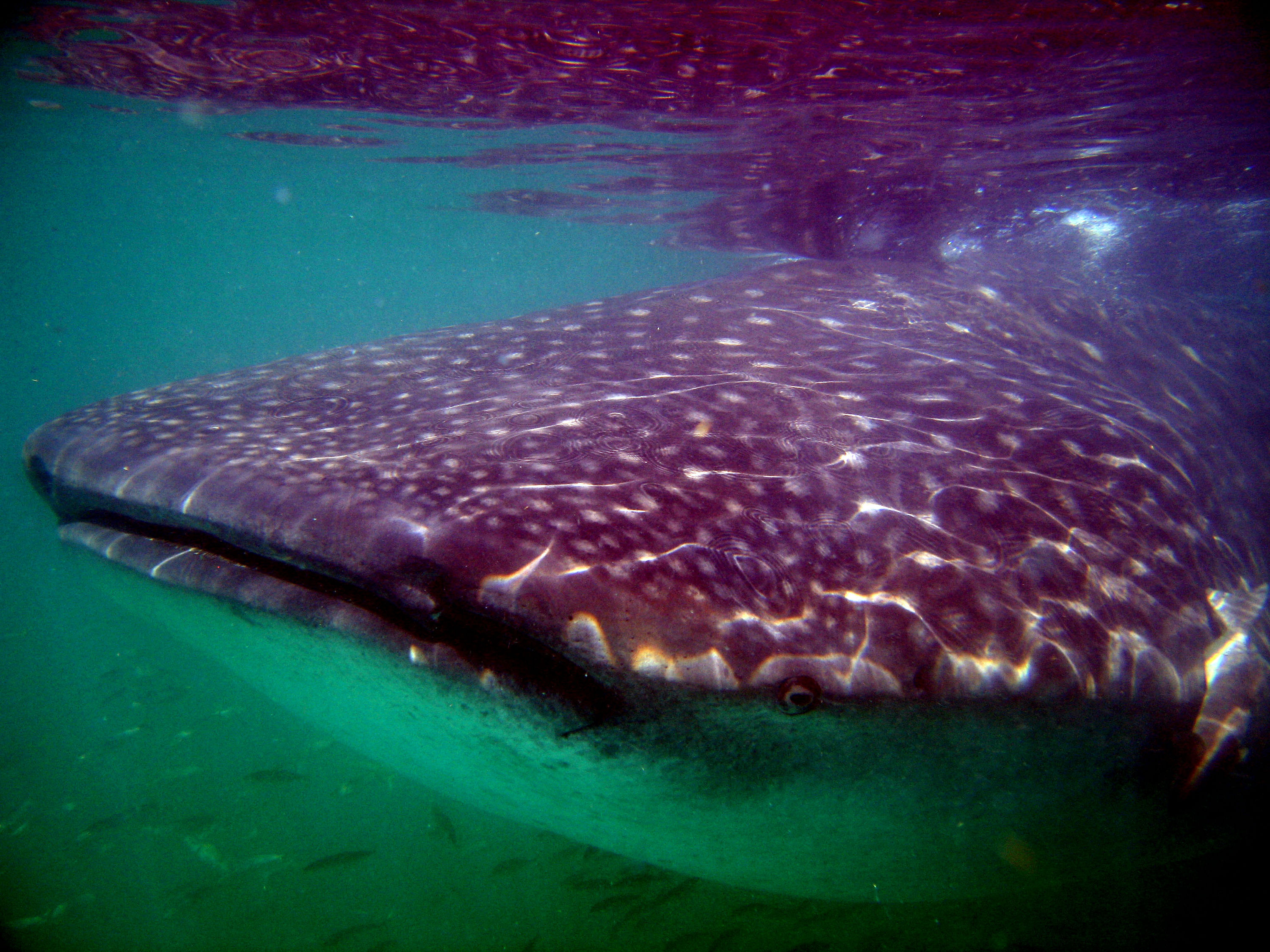 Whale Sharks - What a smile