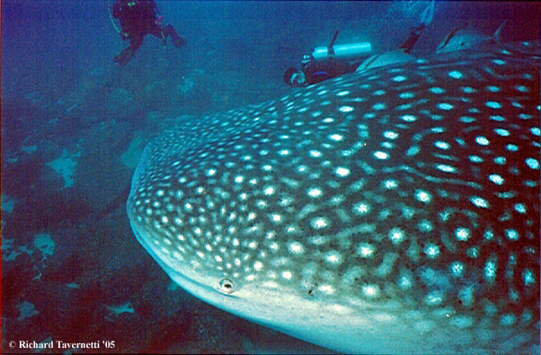 whale sharks.