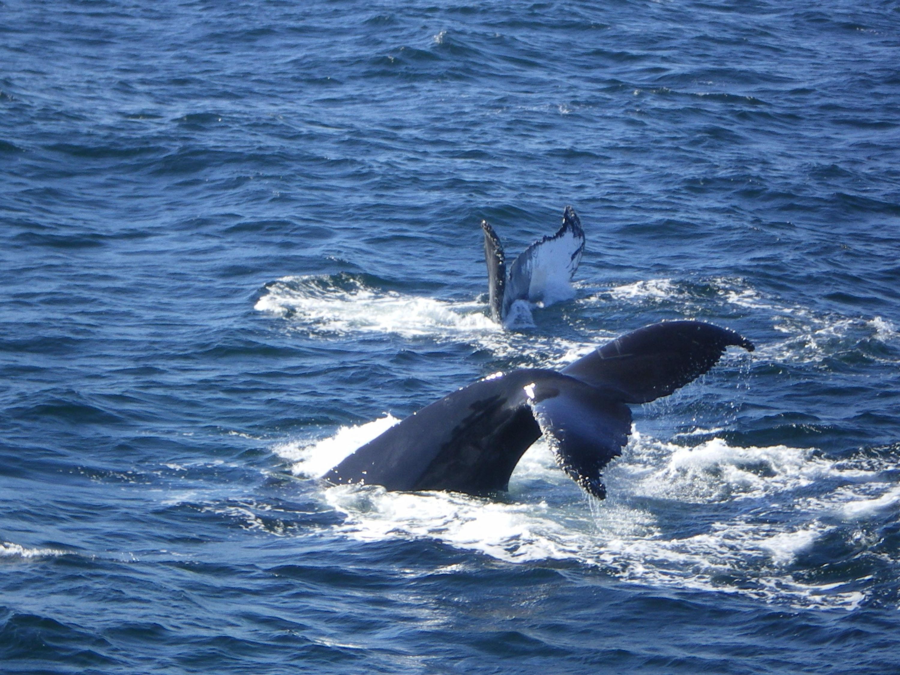 whale watching