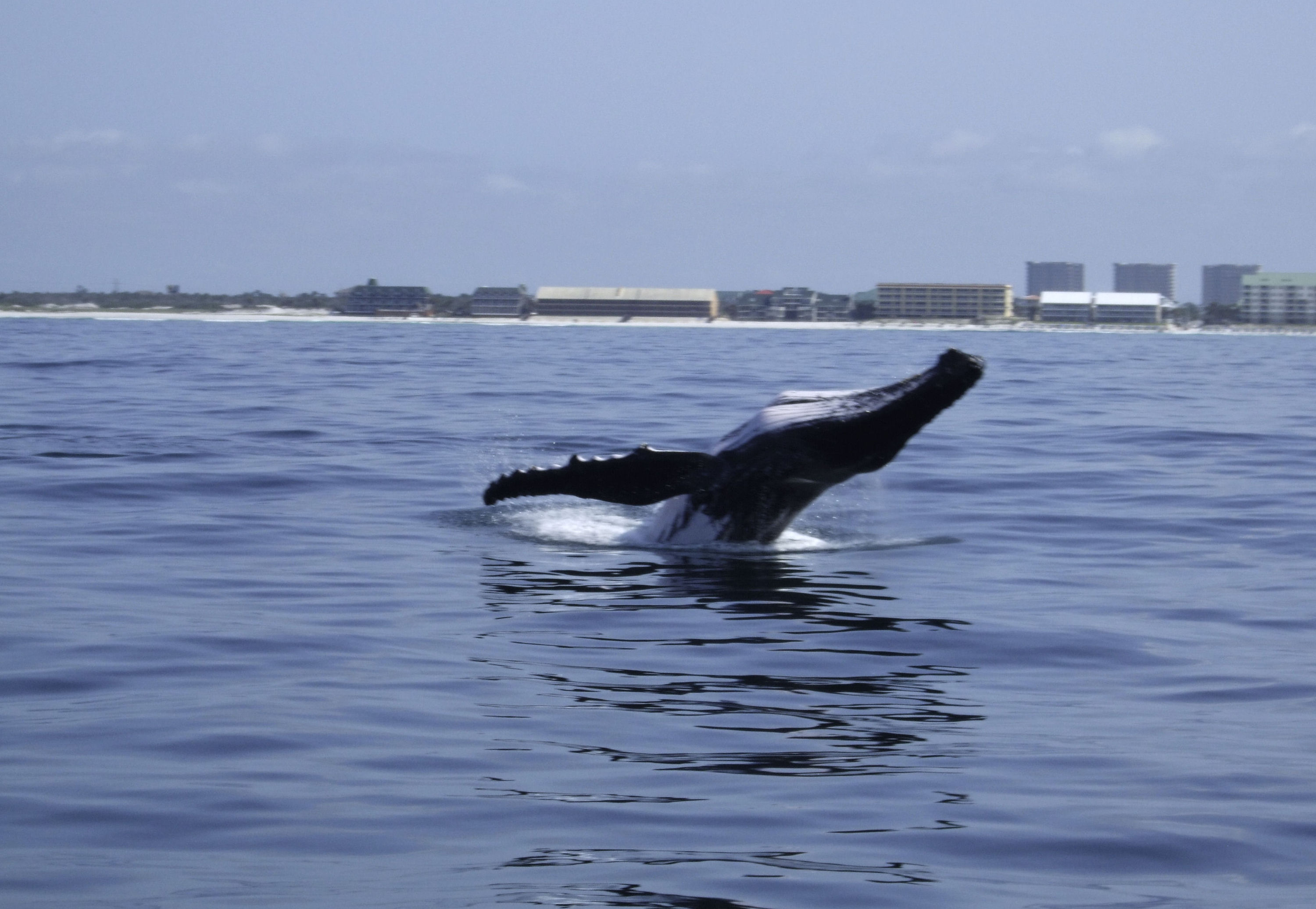 whale41