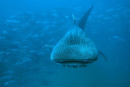 Whale_Shark2