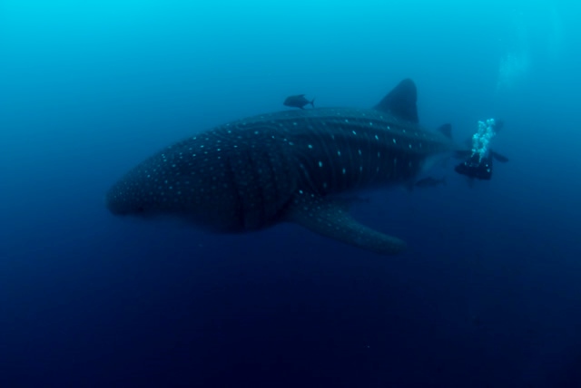 Whale_Shark211