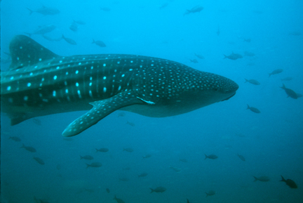 Whale_Shark_21