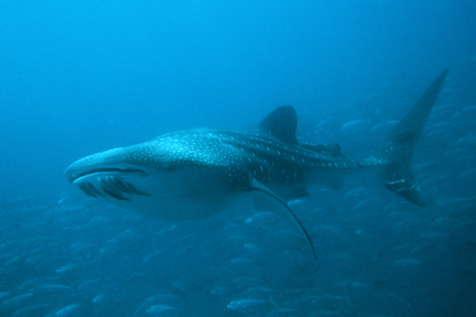 Whale_Shark_31