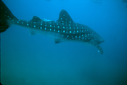 Whale_Shark_41