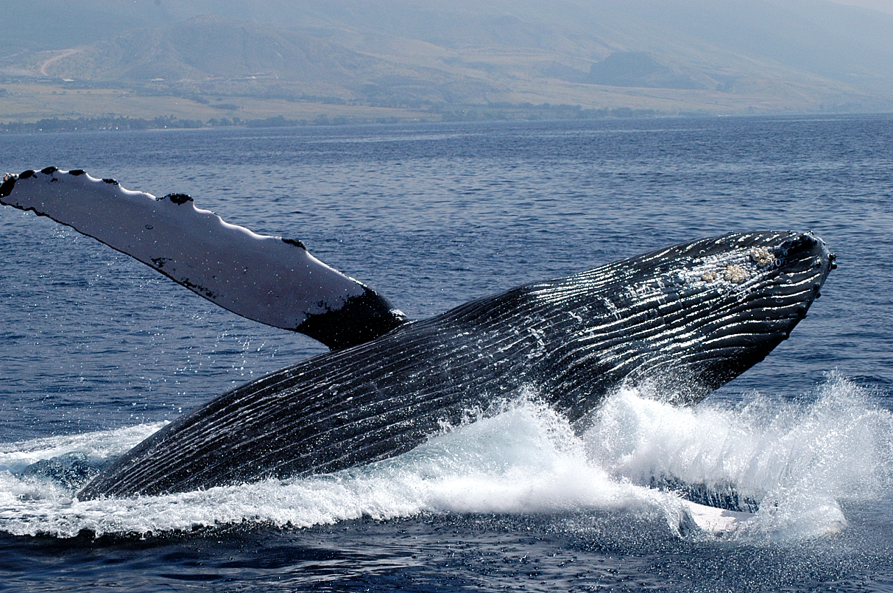 Whales at Spirit of Lahaina whale watch