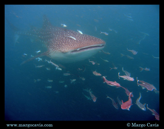 Whaleshark Ahead