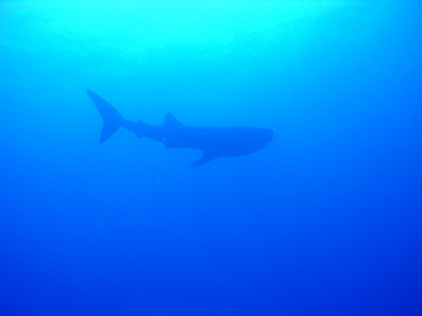 Whaleshark Red Sea - Egypt