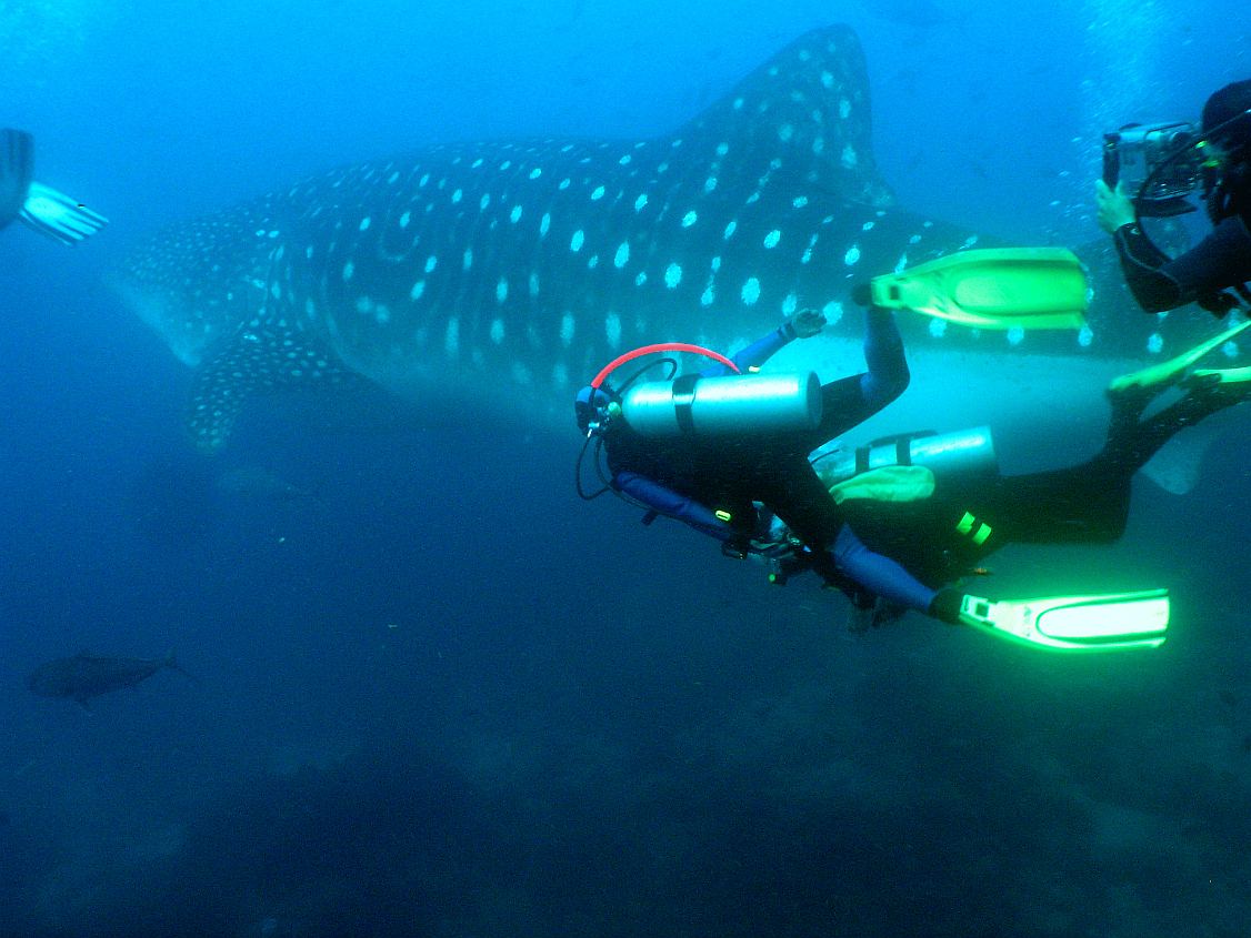 Whaleshark shot in Galapagos