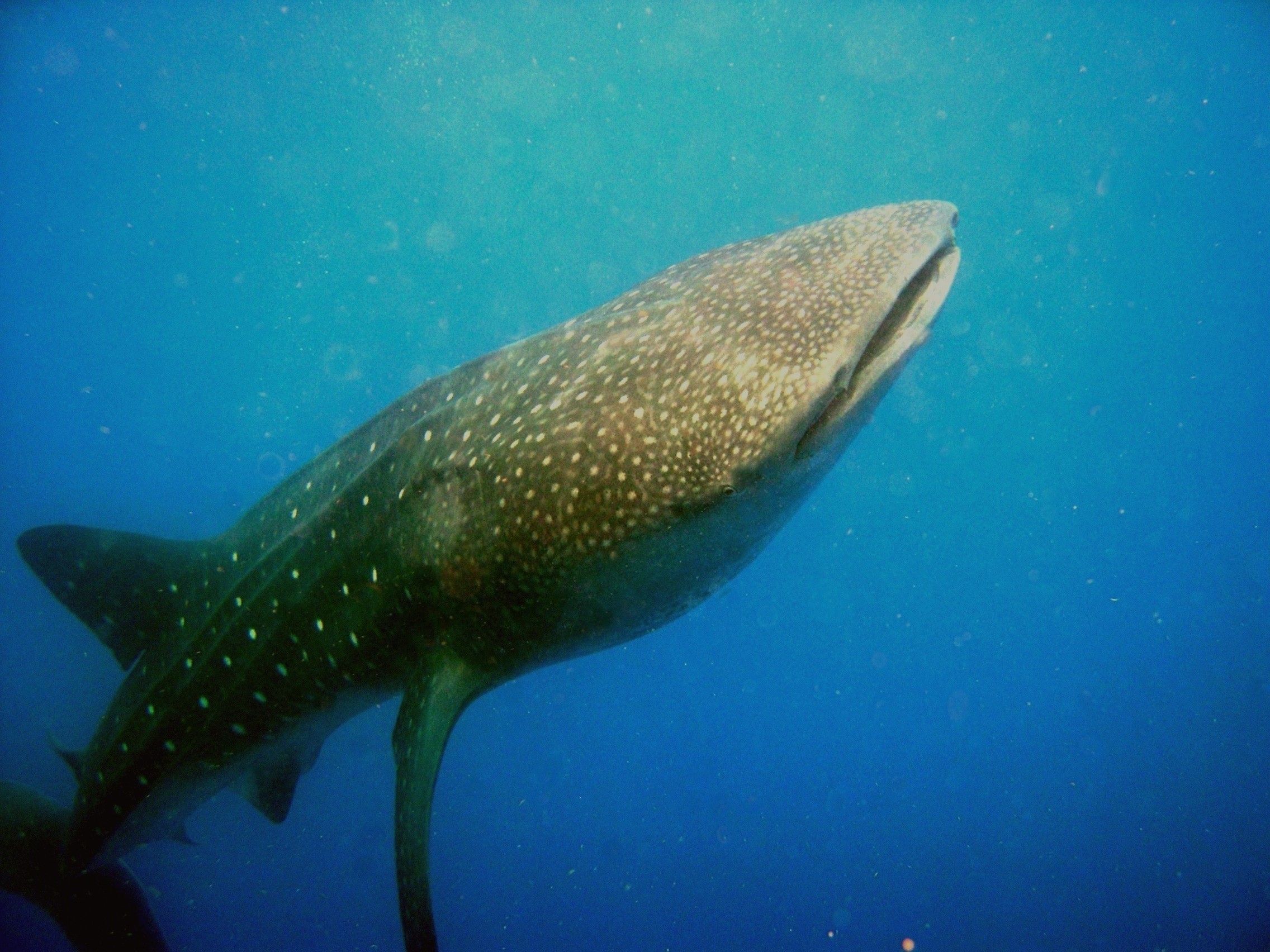 Whaleshark