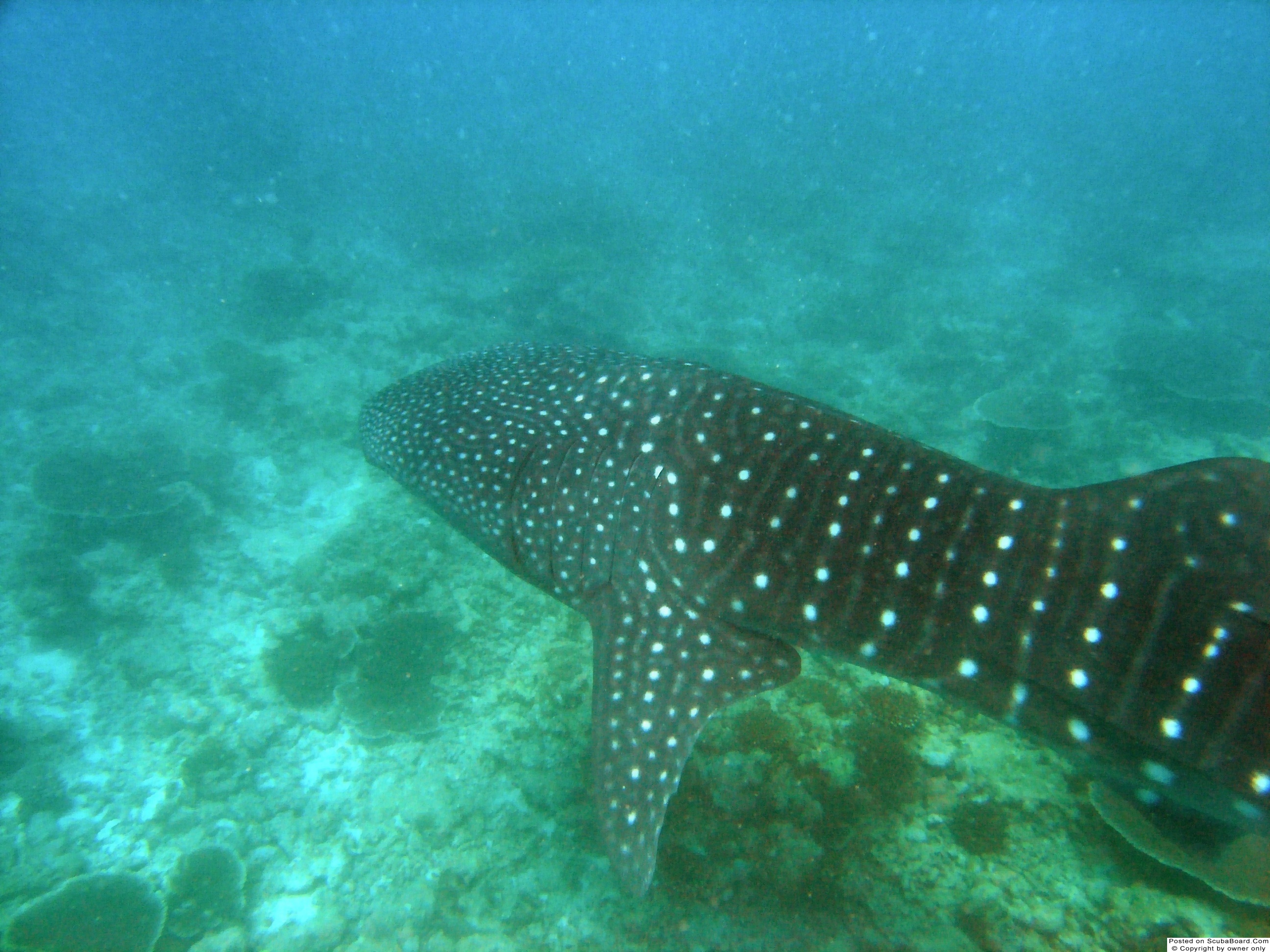 Whaleshark