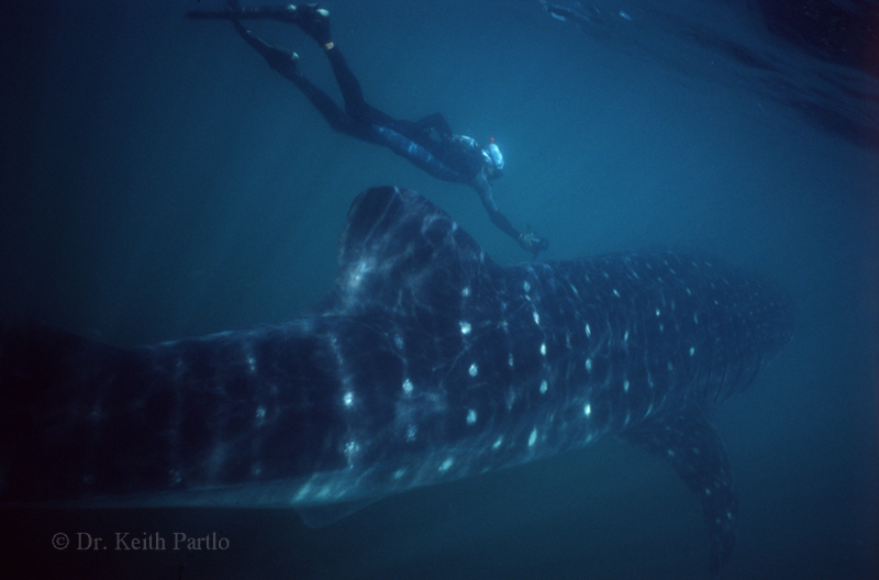 Whaleshark