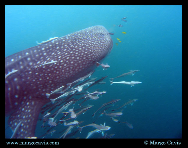 Whaleshark