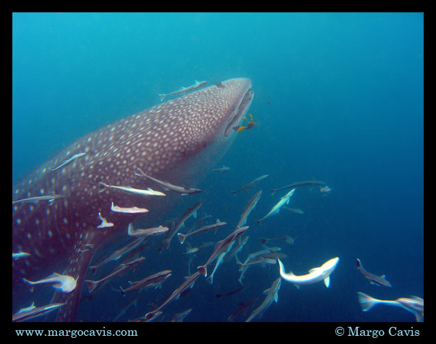 Whaleshark