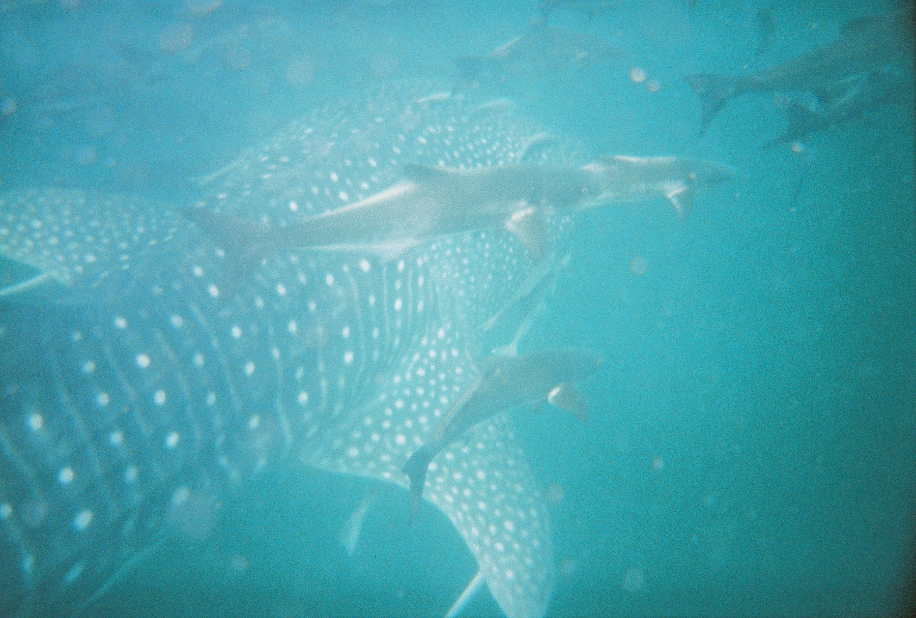 Whaleshark13