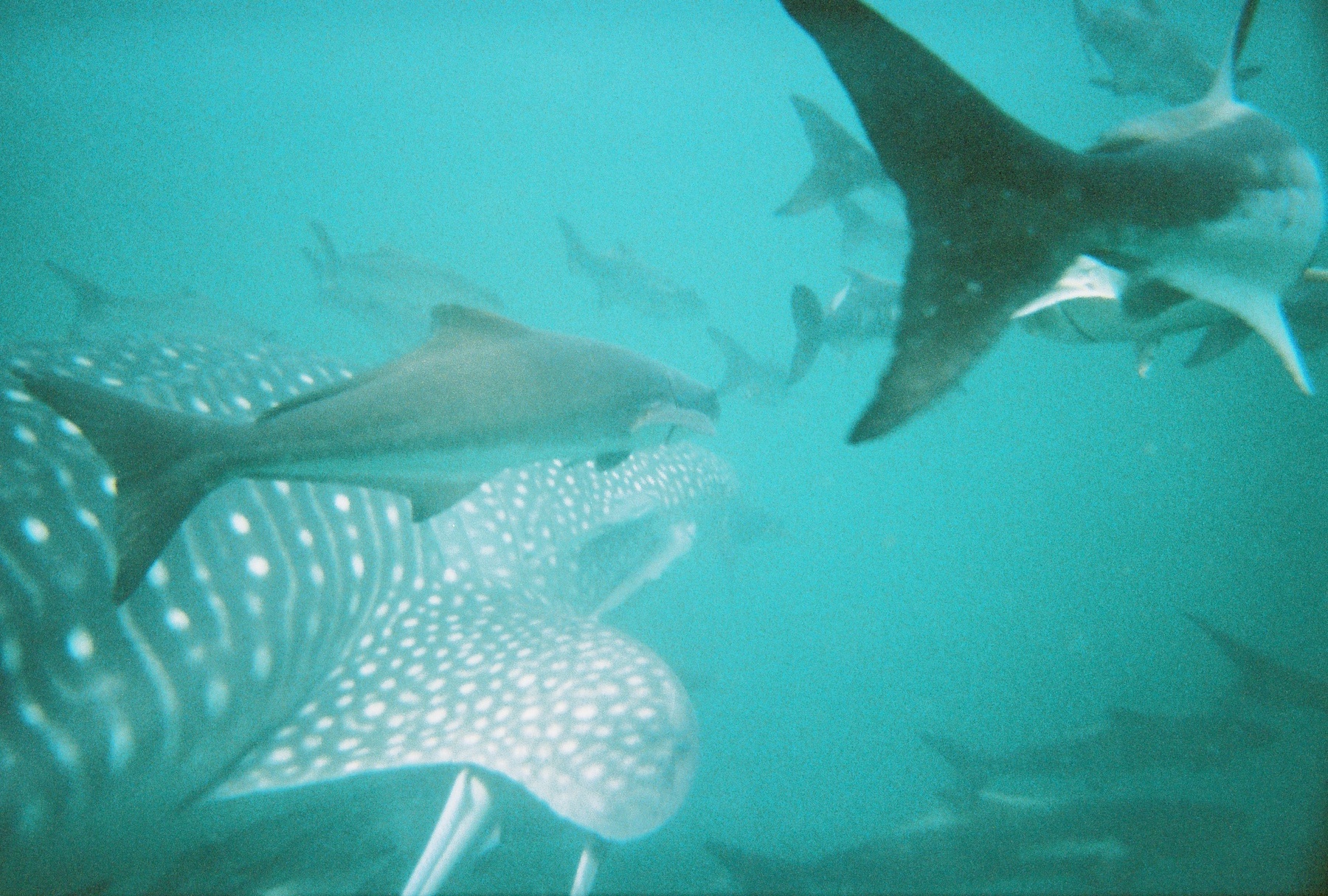 Whaleshark21