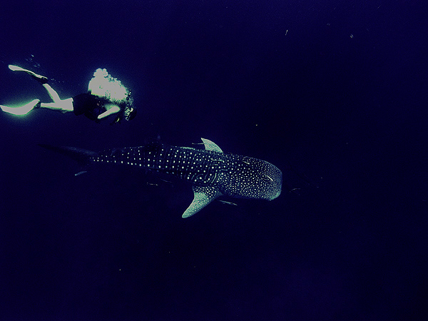 whaleshark3