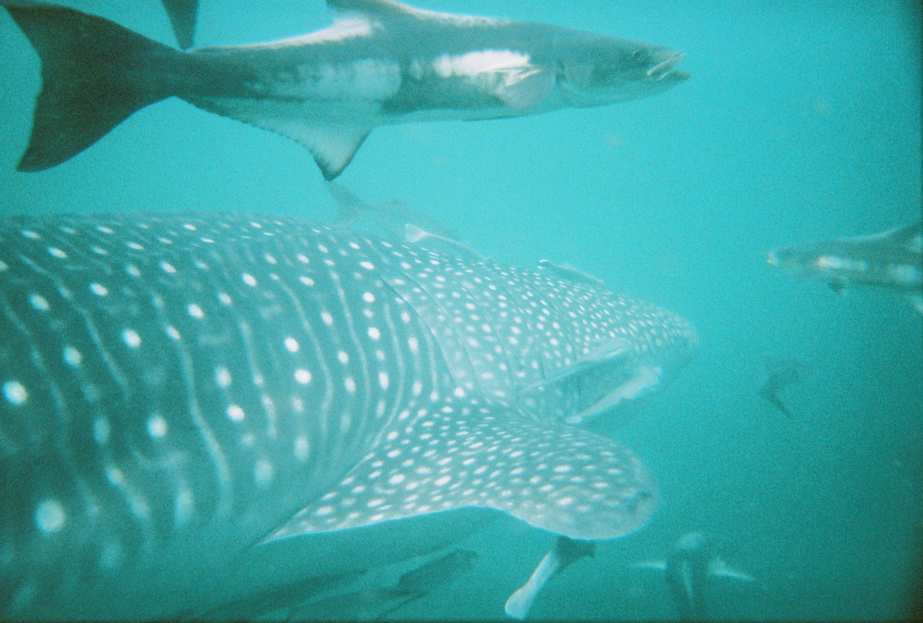 Whaleshark31