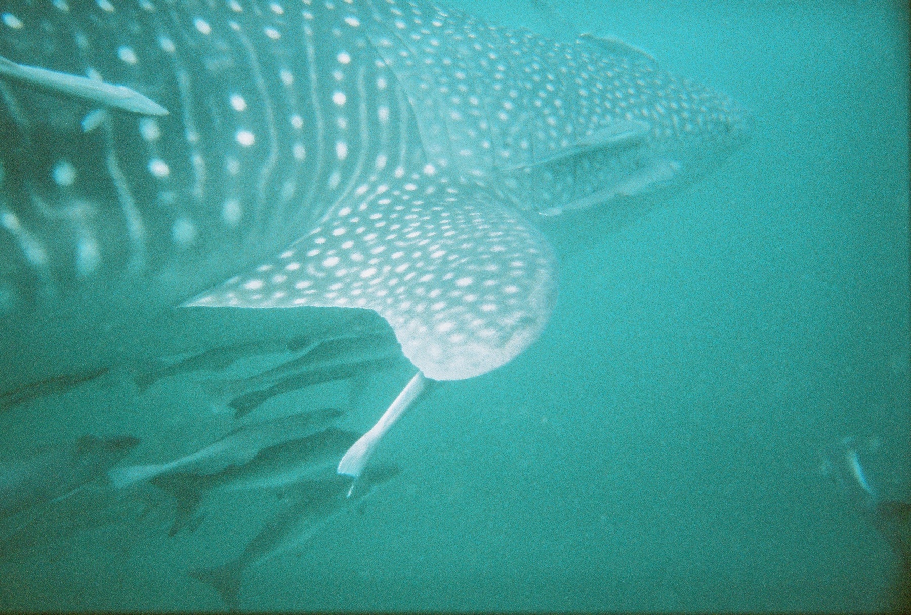 Whaleshark41