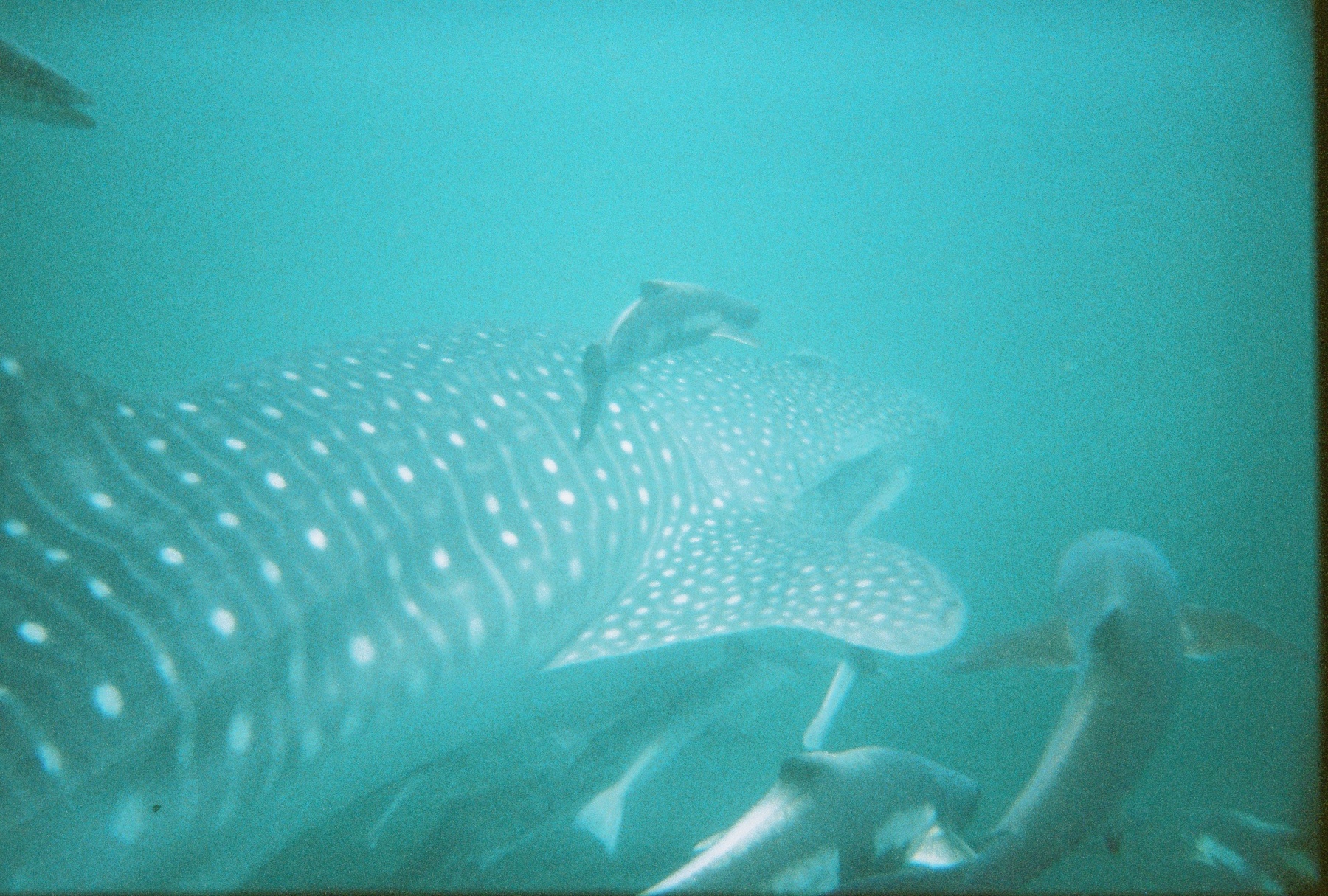 Whaleshark5