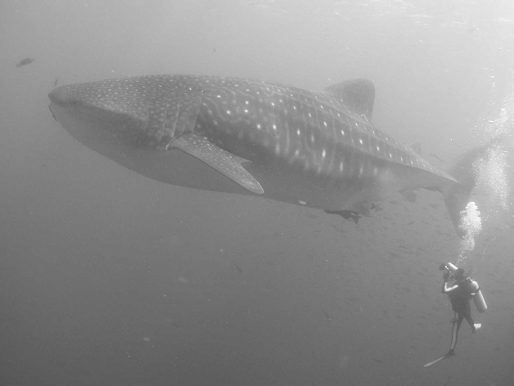 whaleshark6