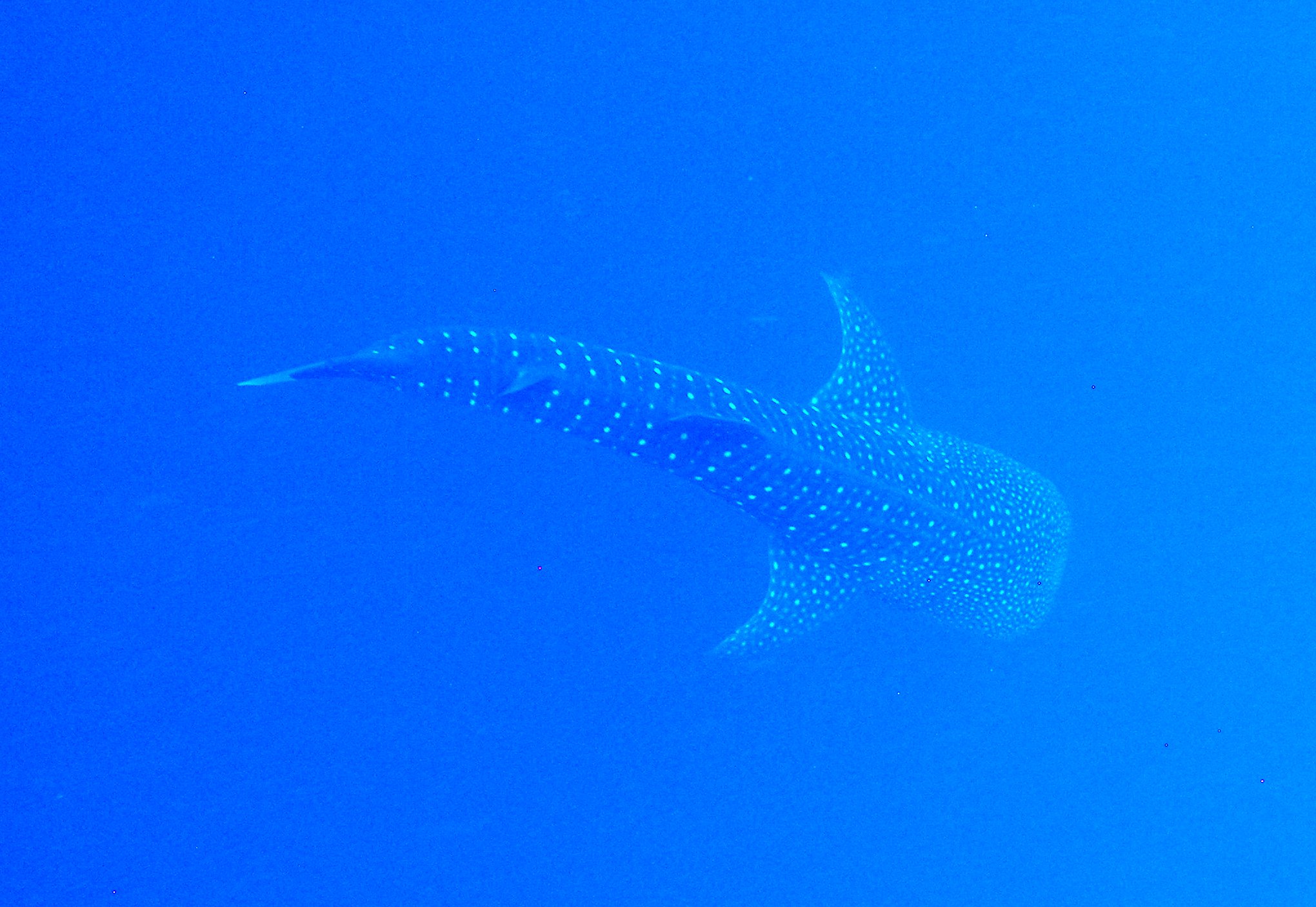 Whaleshark_Placencia