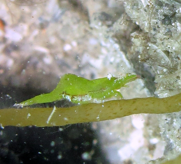 What shrimp is this?