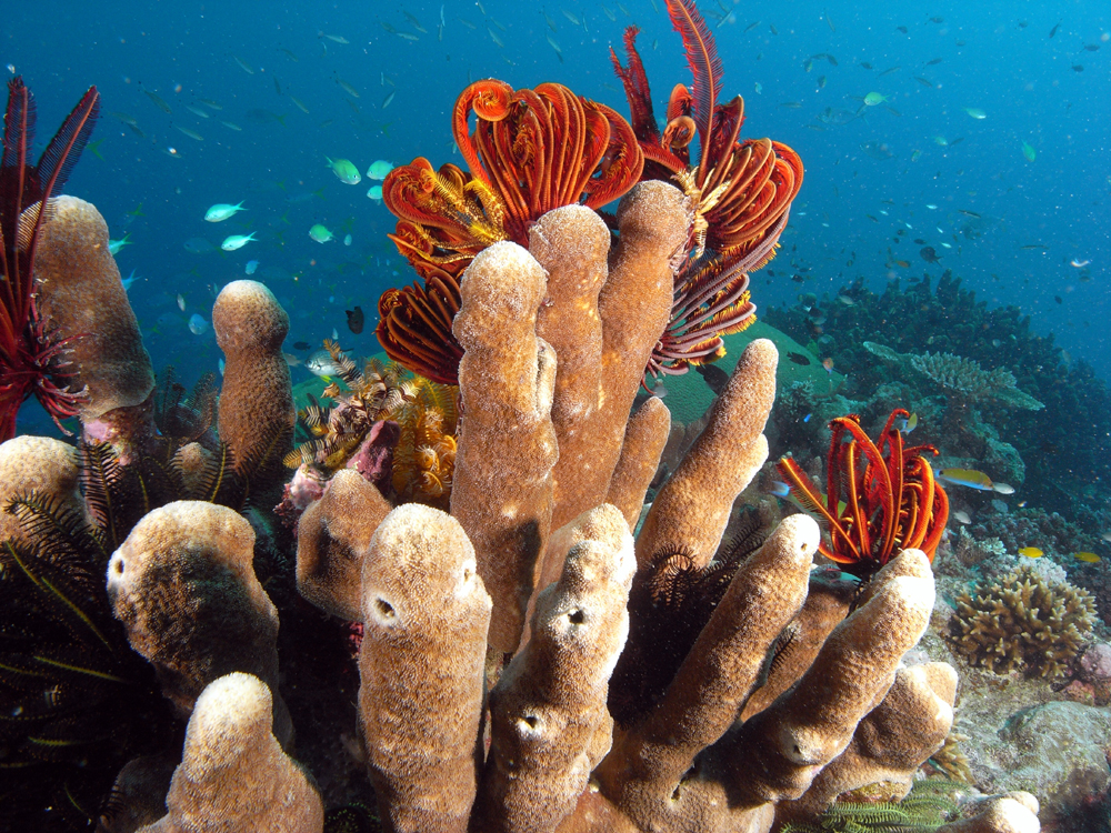 wheeler reef coral