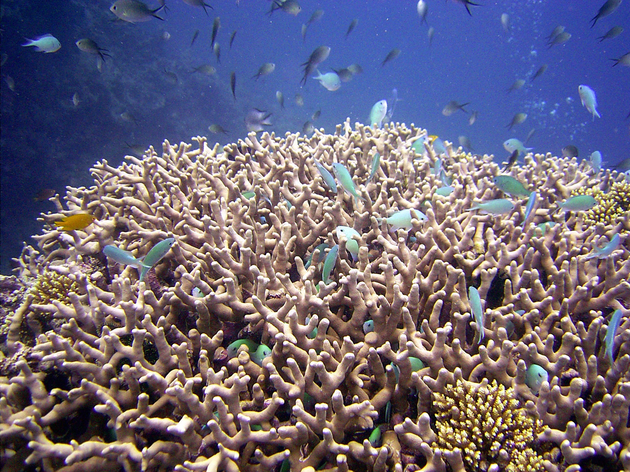 Where's Waldo?  Count the number of fish hiding in here.  Agincourt Reef ne