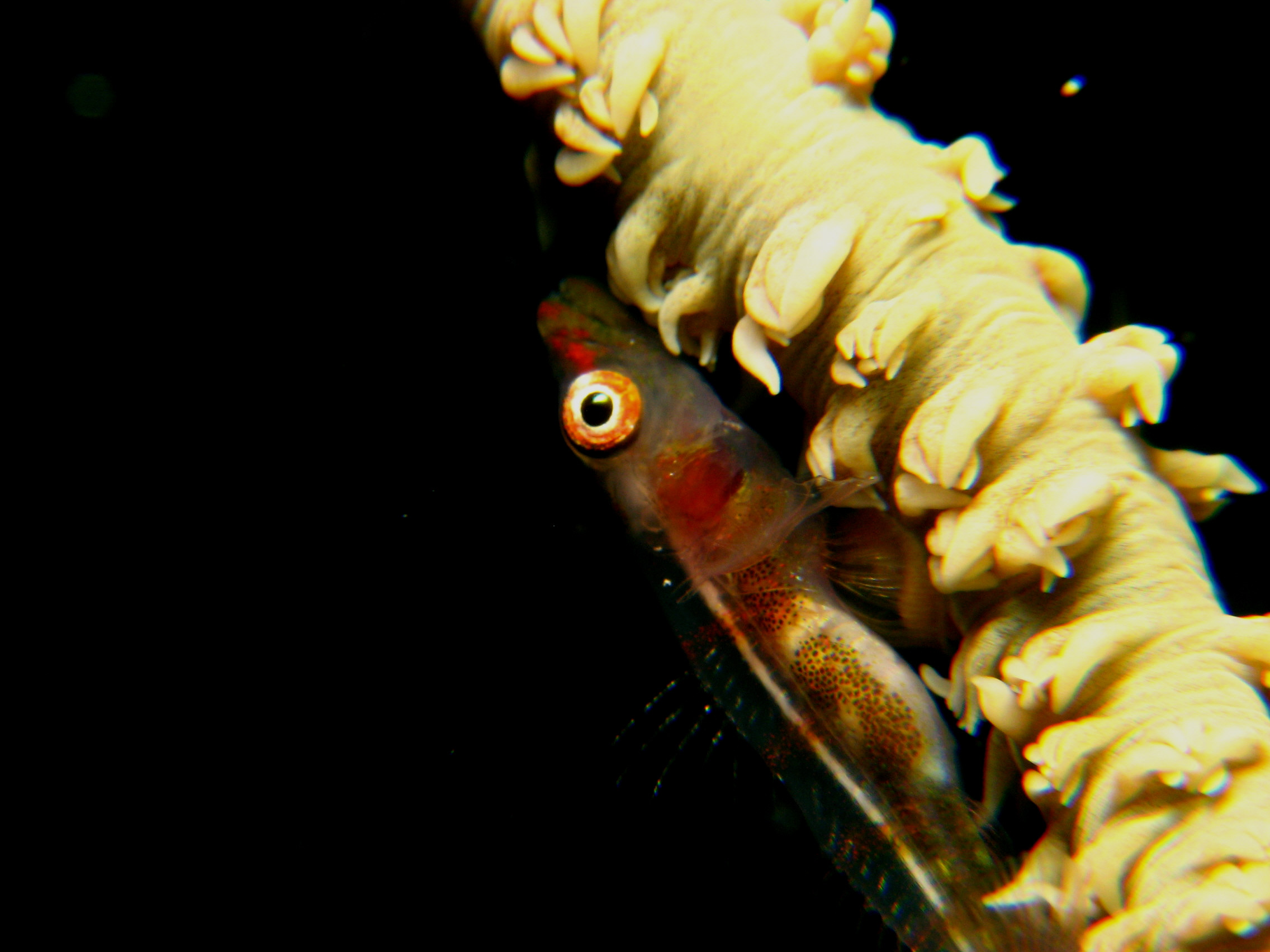 Whip Coral Goby