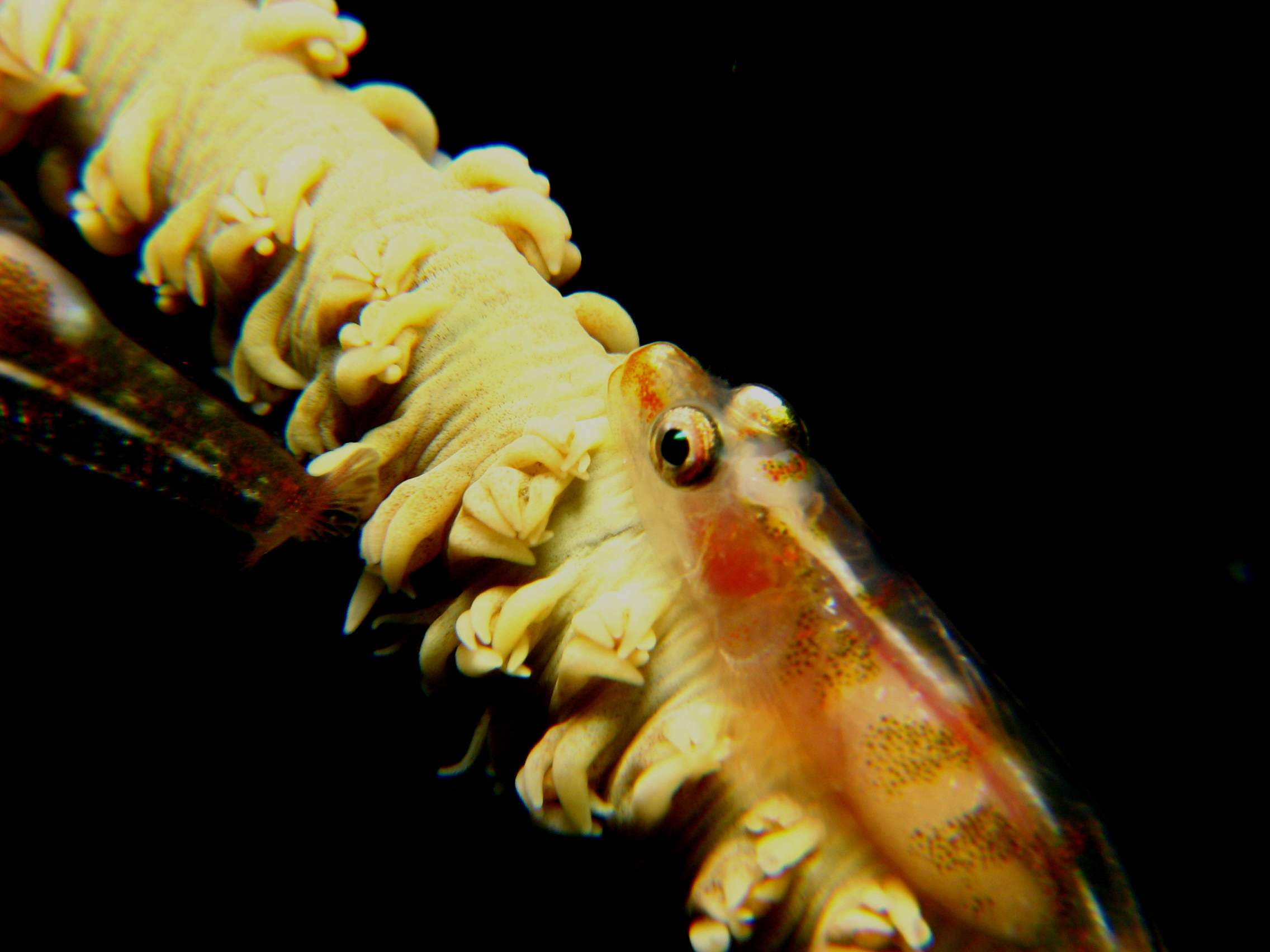 Whip Coral Goby