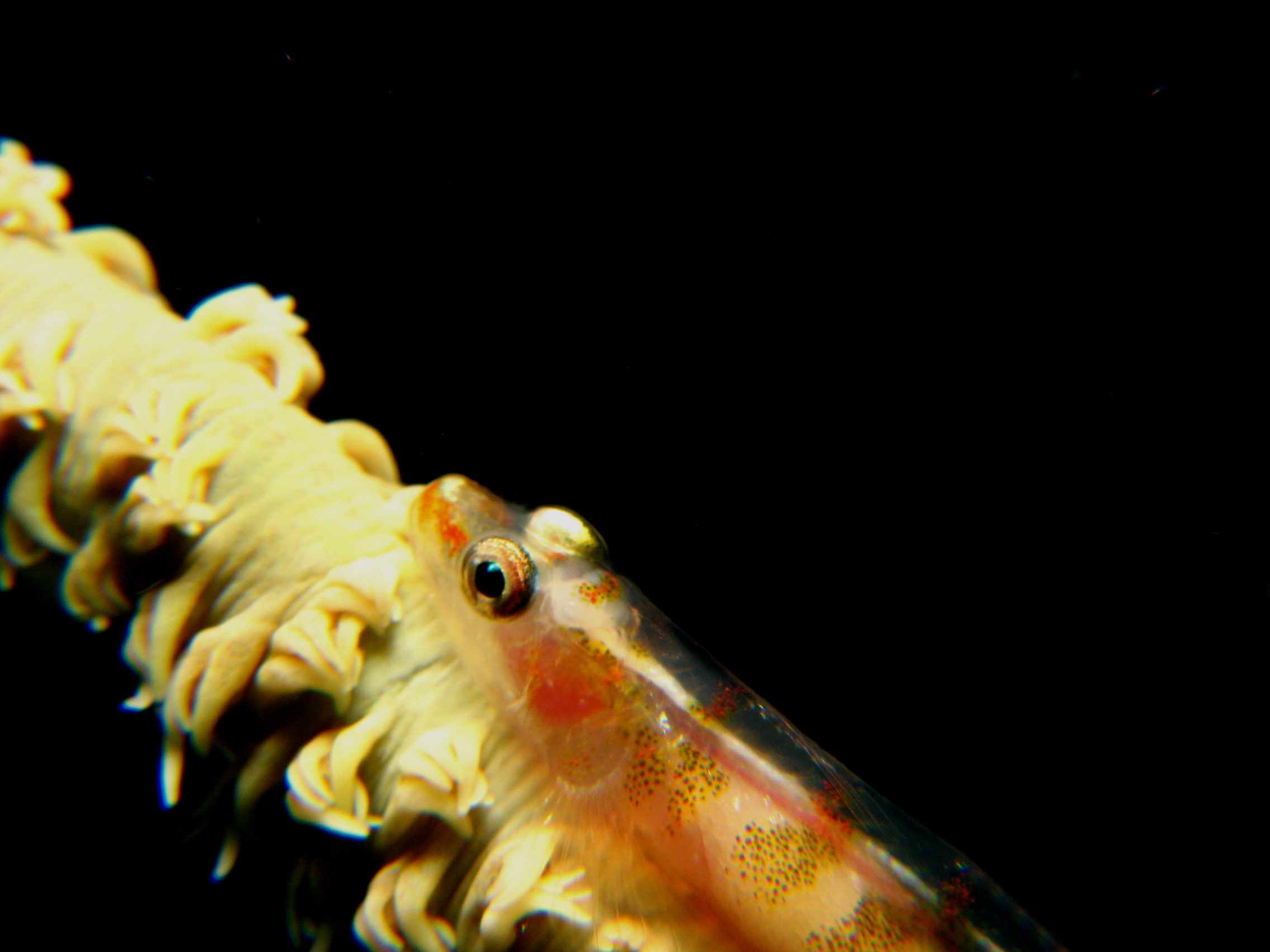 Whip Coral Goby