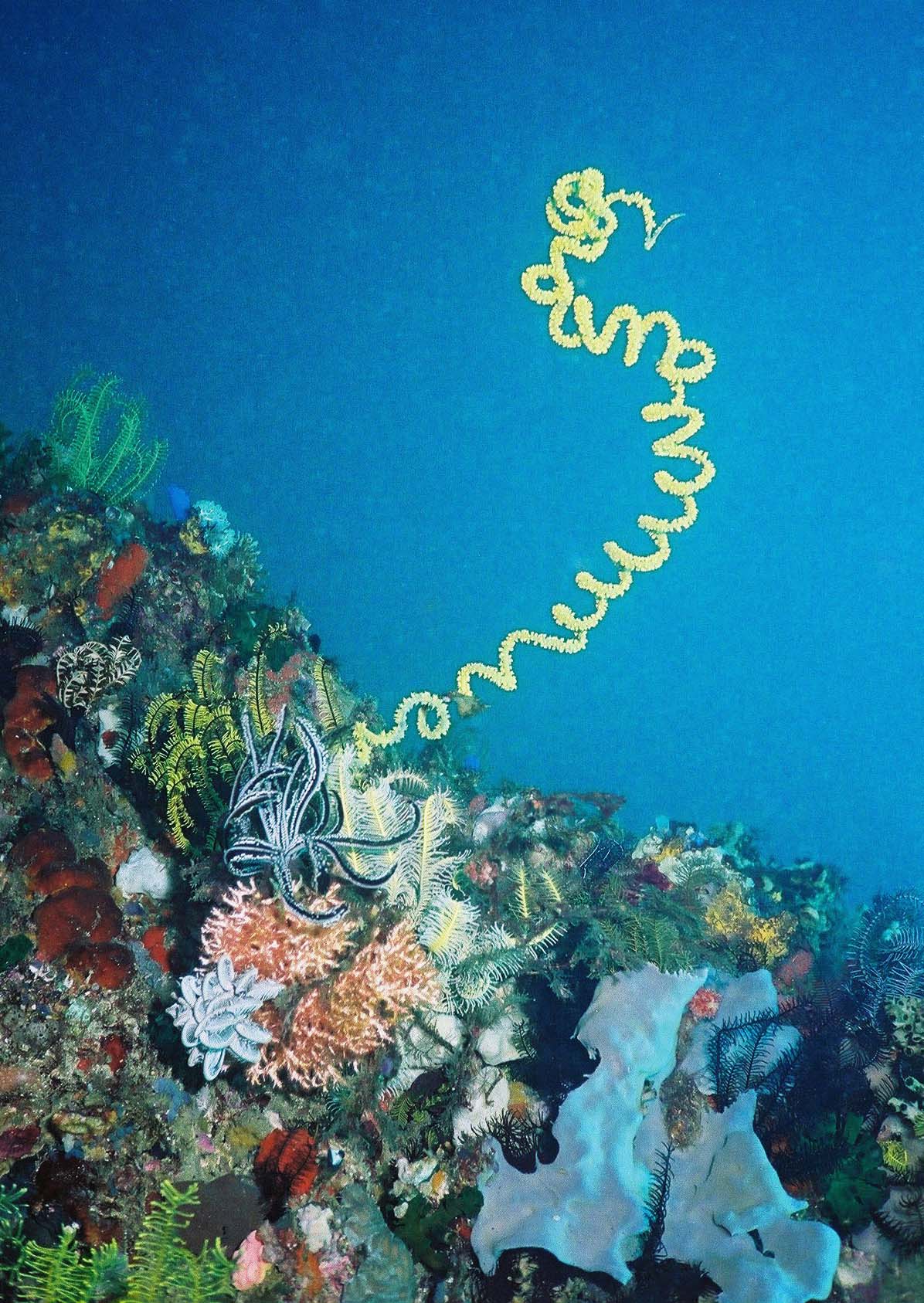 Whip Coral, Komodo