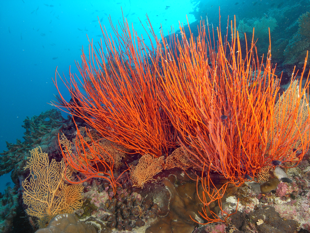 Whip Coral