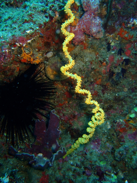 Whip Coral