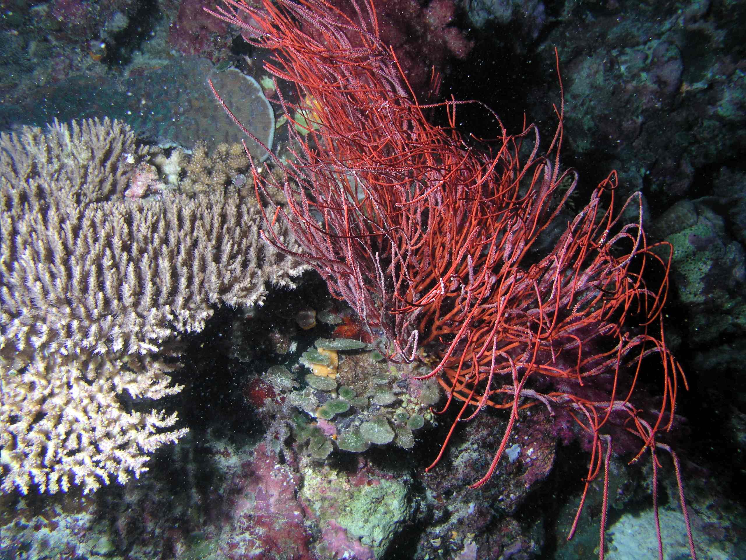 Whip Coral