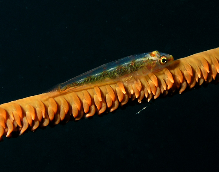 Whip Goby