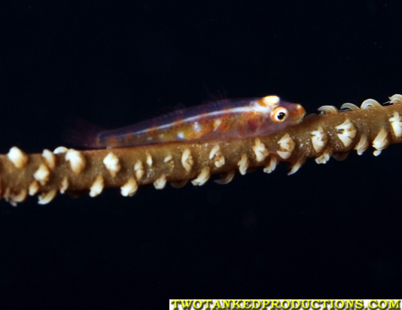 Whipcoral Goby E-6 Fiji 07