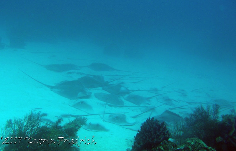 whiptail stingrays