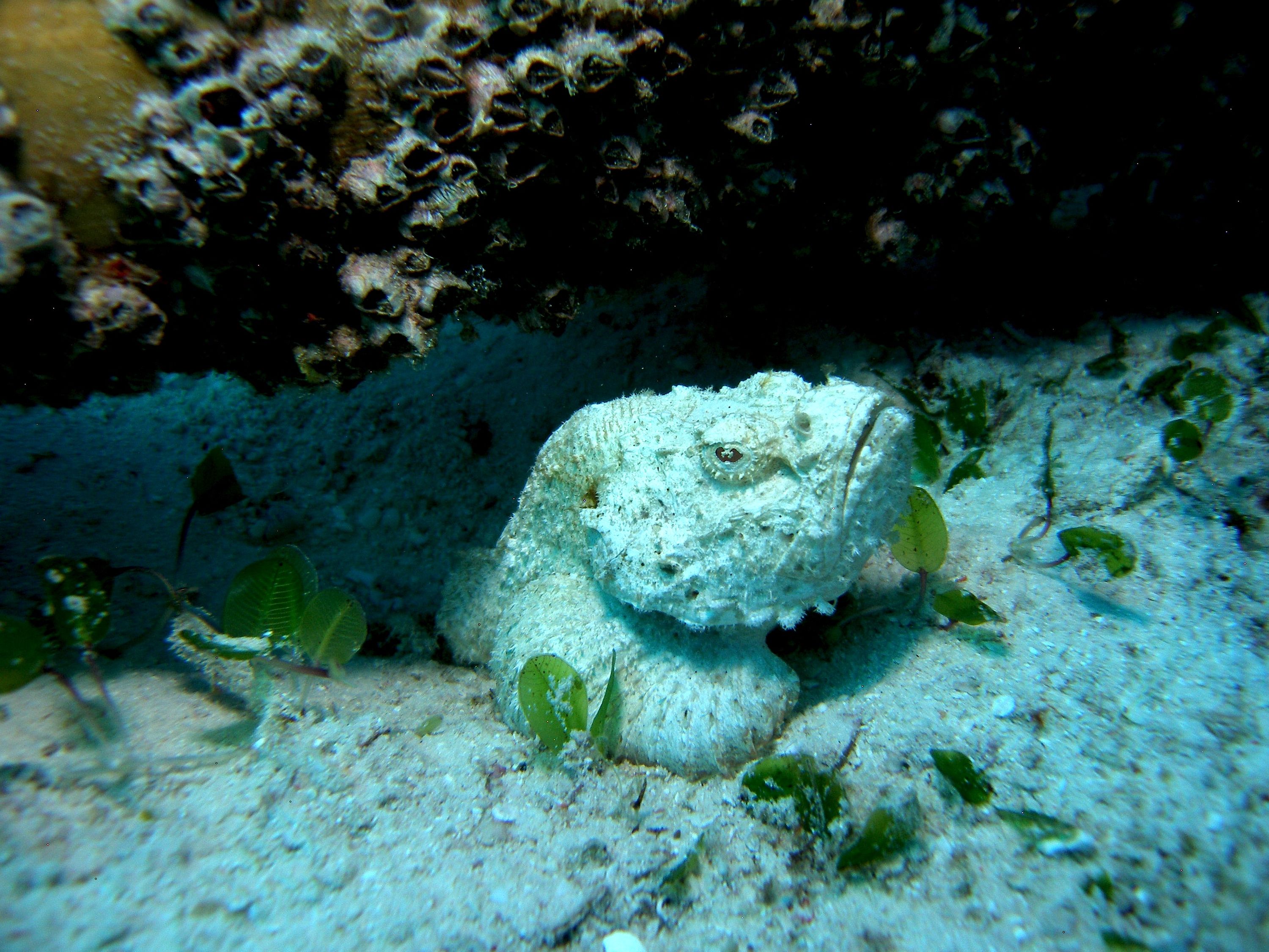 Whit_Devil_Scorpionfish_Mala_2