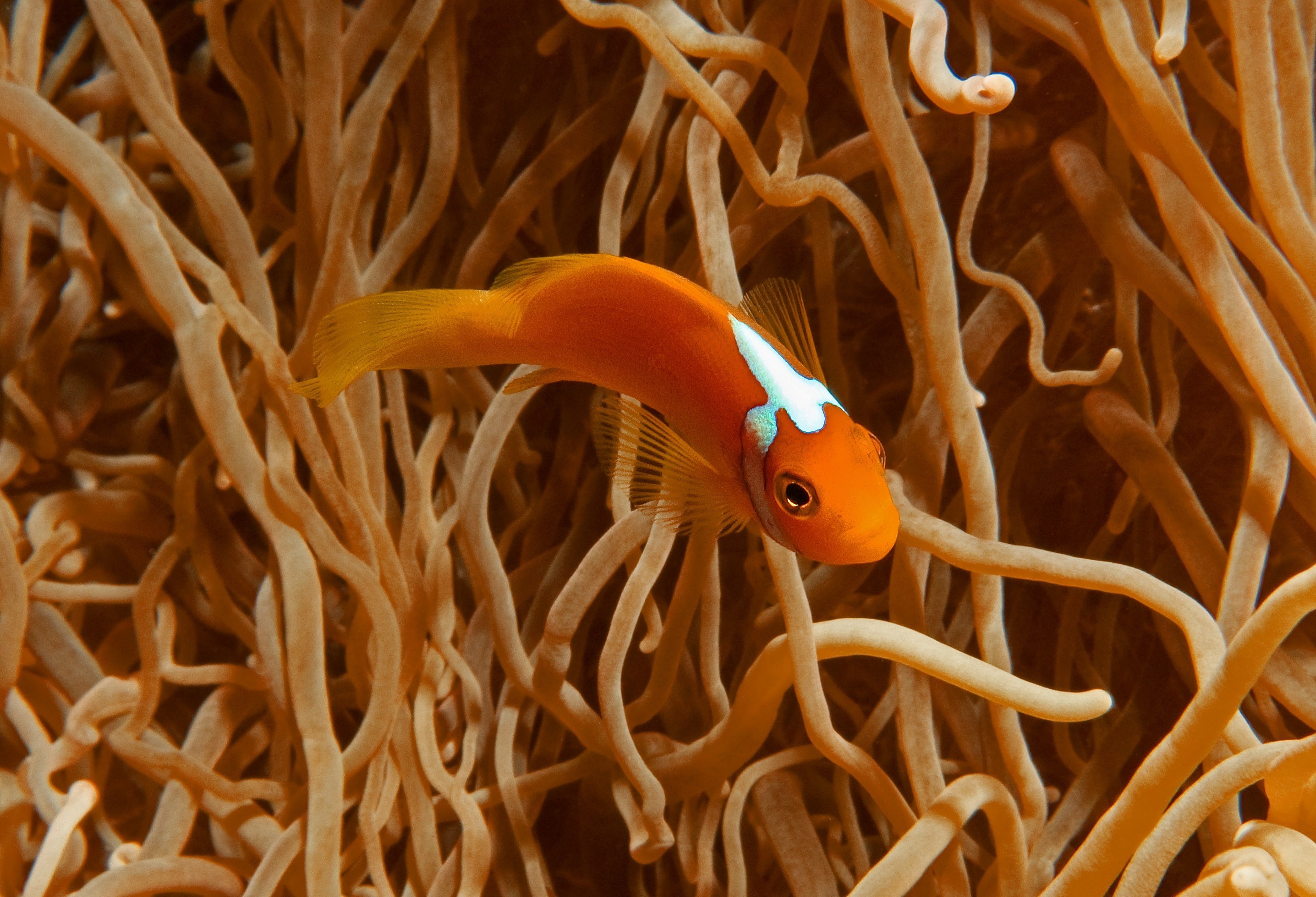 White Bonnet Anemone Fish