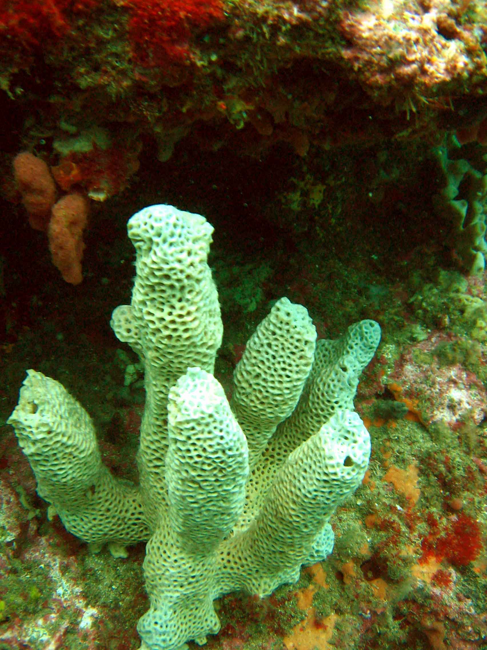 White Coral